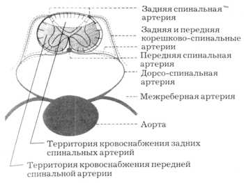 Рис. 1.8. Схема кровоснабжения сегмента спинного мозга