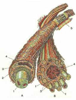 Рис. 3. Нервные волокна.