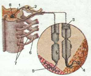 Рис. 3. Простейшая двухнейронная рефлекторная дуга.
