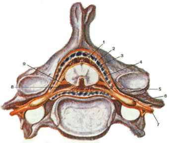 Рис. 5. Спинной мозг и его оболочки в позвоночном канале. 