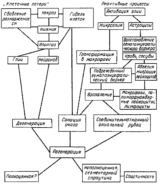 Клеточные реакции повреждения спинного мозга